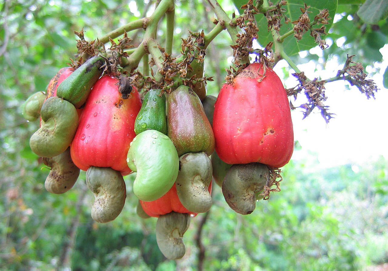 Cashew Fruit Tree